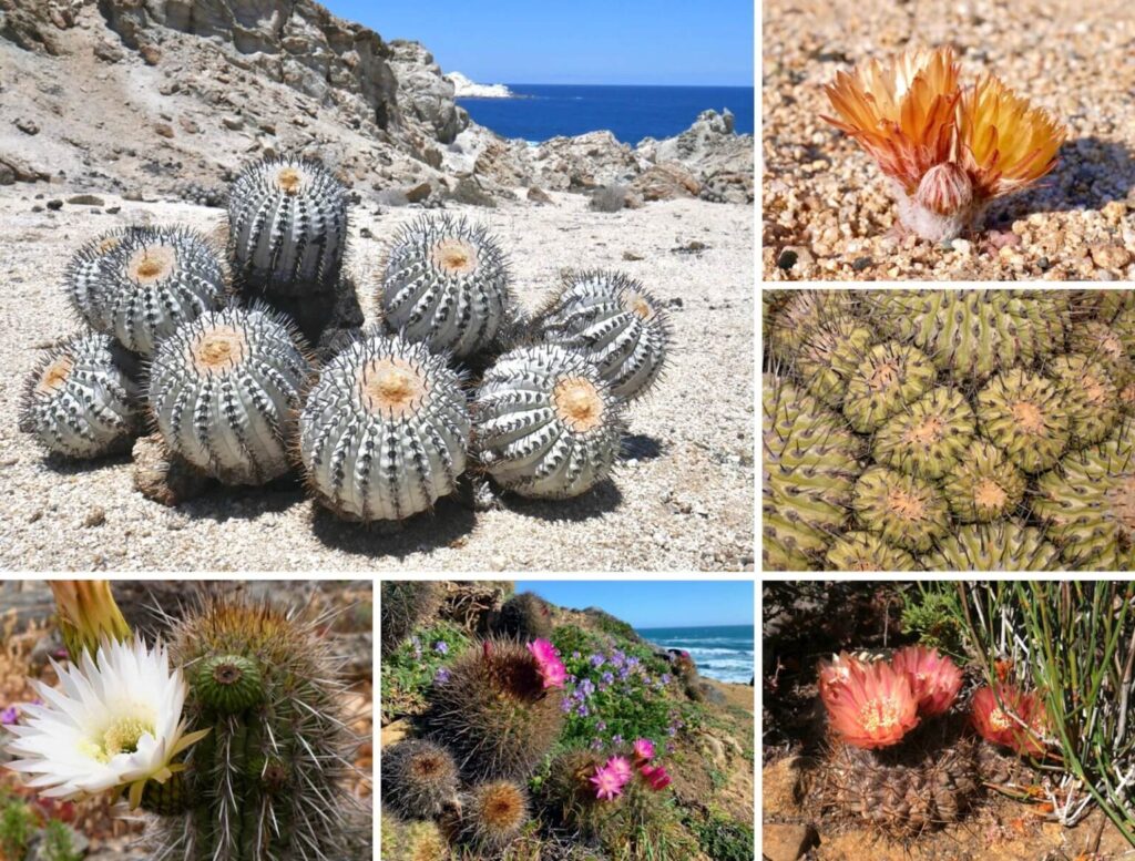 cacti of chlile tours