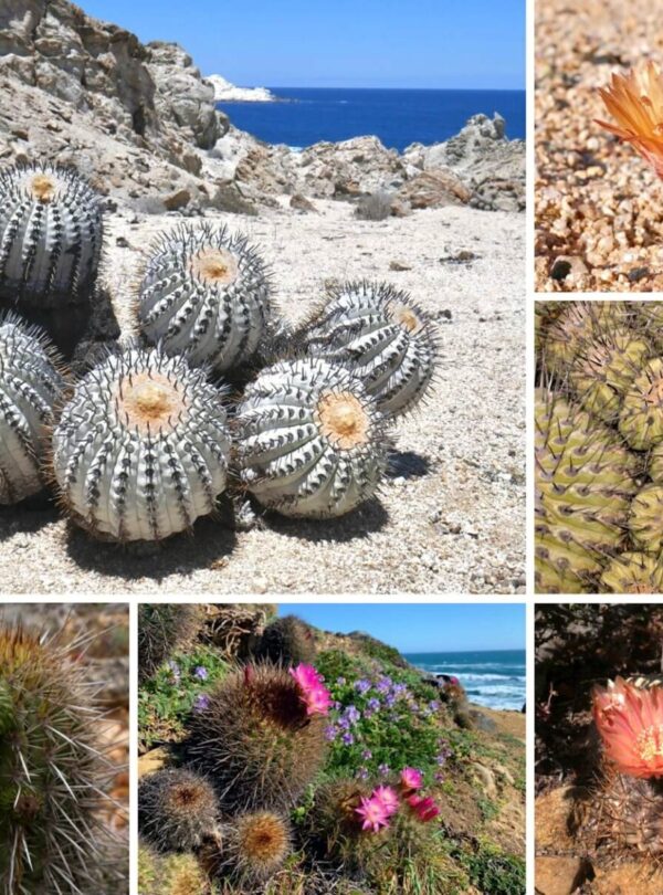 cacti of chlile tours