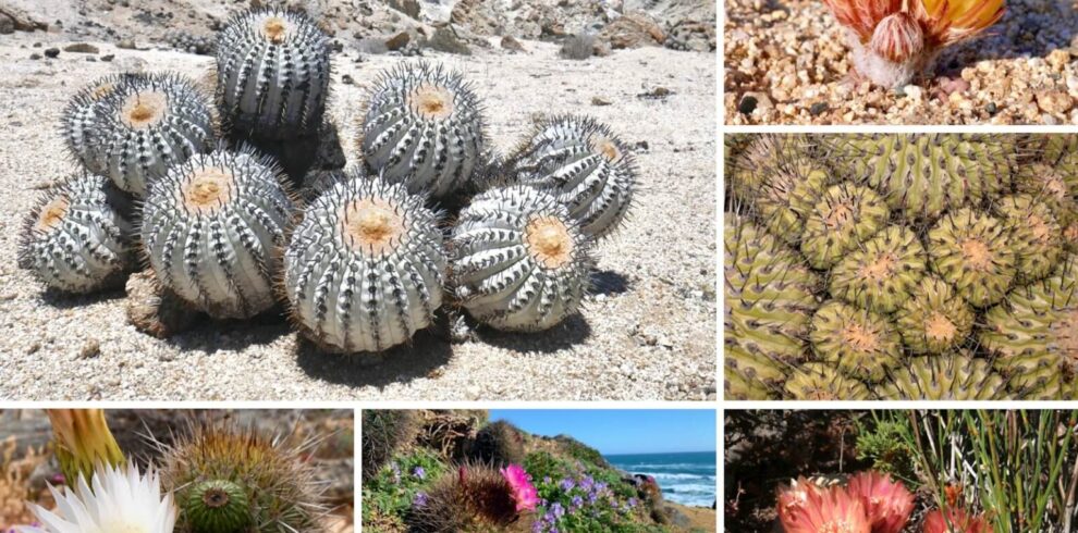 cacti of chlile tours