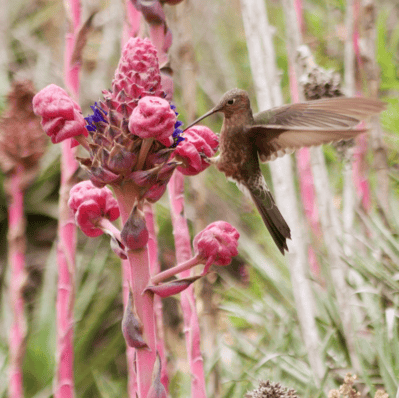 huming bird