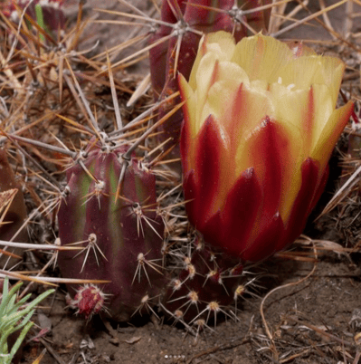 cactus flowers