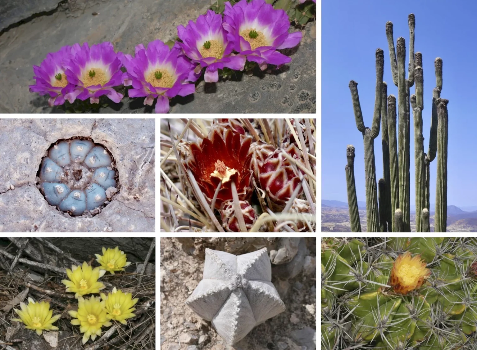 Mexian cacti