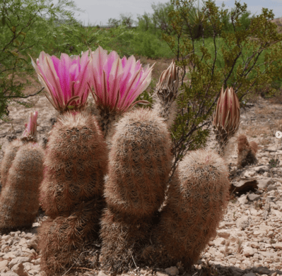 cactus pink flower