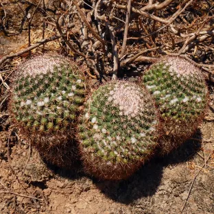 cactus buds