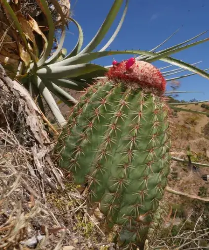 cacti cacti