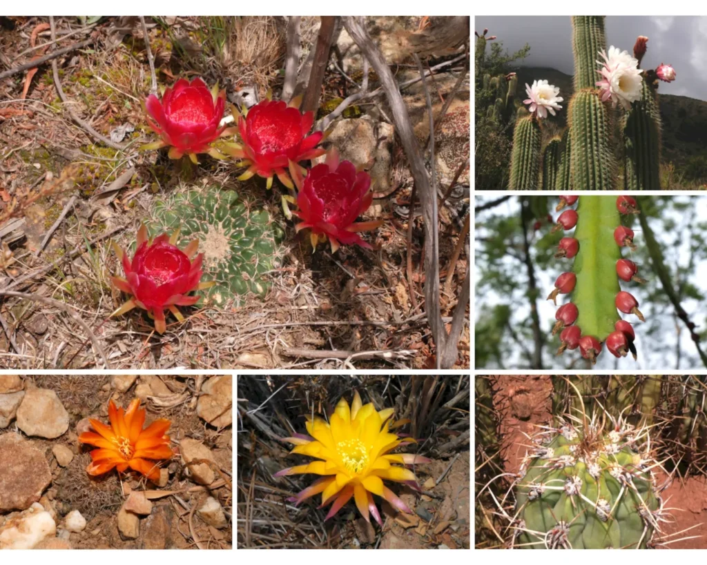 mexian cacti